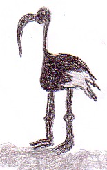 l'ibis sacro